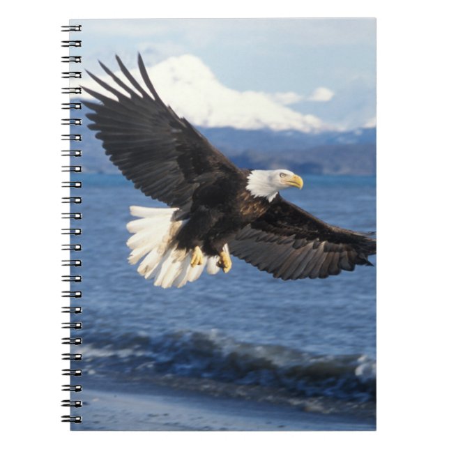 Glatzenadler, Haliäetus leuccocephalus, im Fliegen Notizblock (Vorderseite)