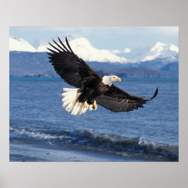 Glatzenadler, Haliäetus leuccocephalus, im Fliegen Poster (Vorne)