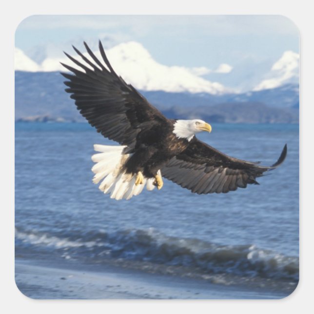 Glatzenadler, Haliäetus leuccocephalus, im Fliegen Quadratischer Aufkleber (Vorderseite)