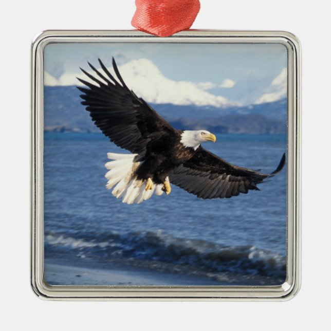 Glatzenadler, Haliäetus leuccocephalus, im Fliegen Silbernes Ornament (Vorne)