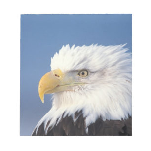 Glatzenadler, Haliäetus leuccocephalus, Notizblock