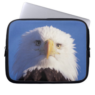 Glatzenadler, Haliäetus leucocephalus, Kopfschuss, Laptopschutzhülle
