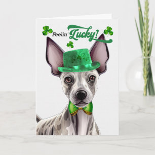 Glatzloser Terrier, der sich am St. Patrick's Day  Feiertagskarte
