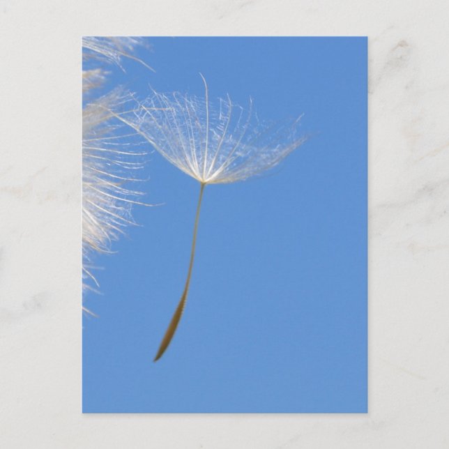 Glauben Sie frei - Fliegen-Löwenzahnsamen Postkarte (Vorderseite)