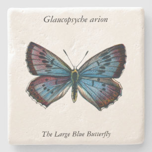 Glaucopsyche arion - The Large Blue Butterfly Steinuntersetzer