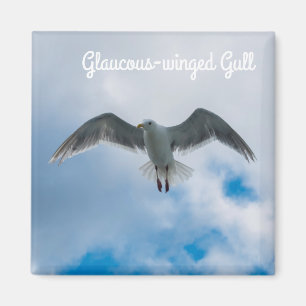 Glaucous-winged Möve Magnet