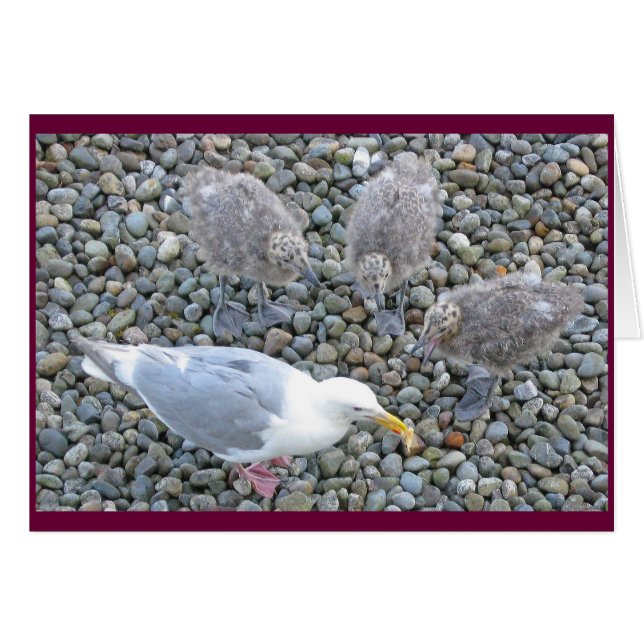 Glaucous-winged Möven-Karte (Vorderseite (Horizontal))