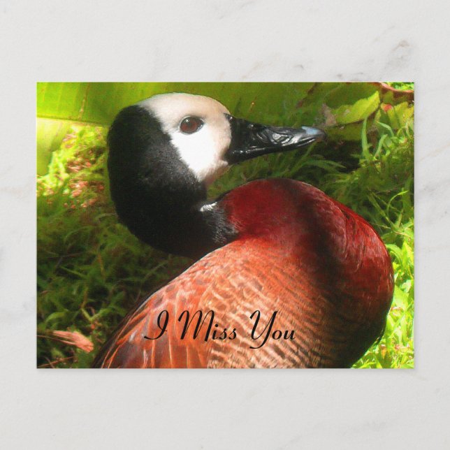 Glauve_nal Postkarte (Vorderseite)