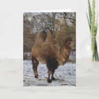 Glazed Camel Art #8083