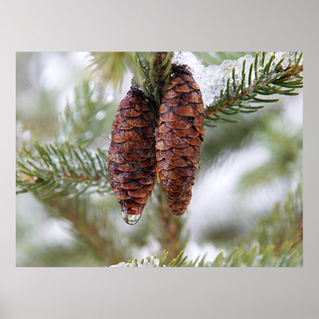 Glazed Cones Poster (Vorne)