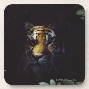 Gleiche des sibirischen Tiger-(Panthera der Tigris Getränkeuntersetzer