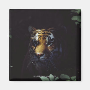 Gleiche des sibirischen Tiger-(Panthera der Tigris Magnet