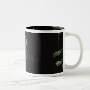 Gleiche des sibirischen Tiger-(Panthera der Tigris Zweifarbige Tasse