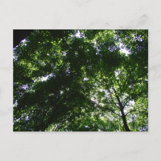 Glen Helen Maple Postkarte