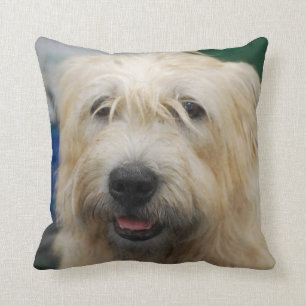 glen-of-imaal-terrier-7.jpg kissen
