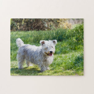 Glen von Imaal Terrier Hund