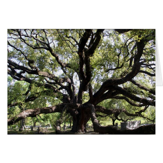 glenwood Liveeiche (Vorderseite (Horizontal))