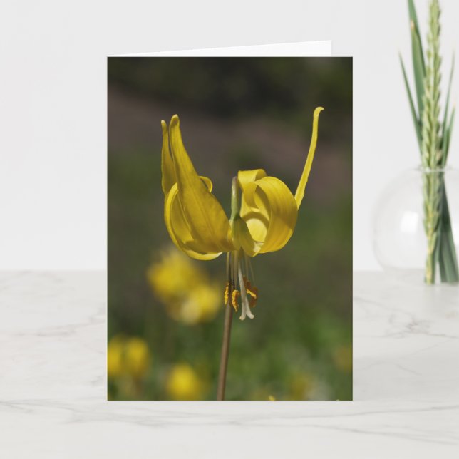 Gletscher Lilly 09 Karte (Vorderseite)