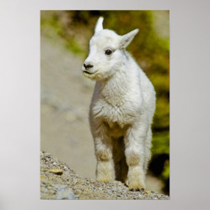 Gletscher-Nationalpark, Montana, USA, Berg Poster