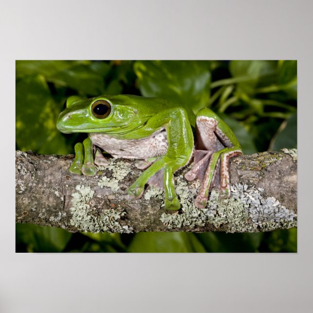 Gliding Frog, Polypedates dennysi ssp, Poster (Vorne)