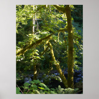 Glimpse Upstream Poster