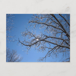 Glitternder Eis und schneebedeckte Bäume Postkarte