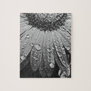 Glitzernde Regen-Tropfen auf Gänseblümchen-Blume