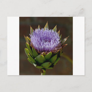 Globe Artichoke, Cynara Cardunculus, in Blume. Postkarte