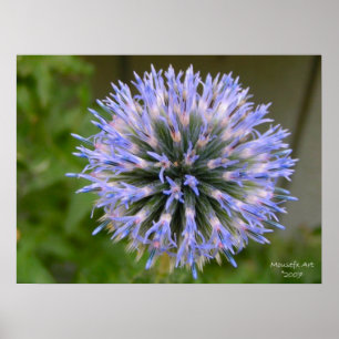 Globe Thistle Poster