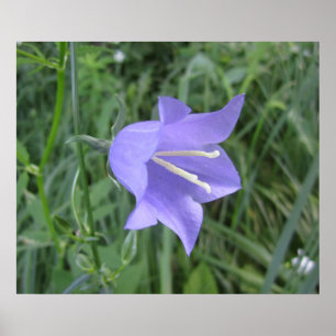Glockenblume Poster