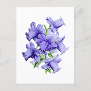Glockenblume Vintage Botanische Postkarte