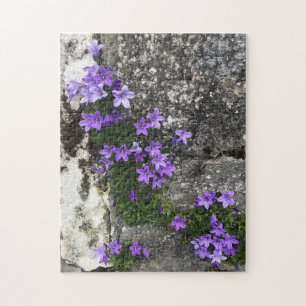 Glockenblumen, die an einer Wand wachsen