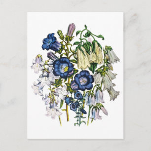 Glockenblumen Postkarte