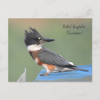 Glockenklumpen (Ungetane) Postkarte