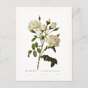 Glockenrose Postkarte