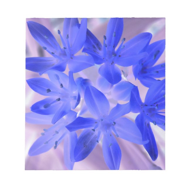 Gloire du Bloc-notes bleu bouillonnant à la neige (Devant)