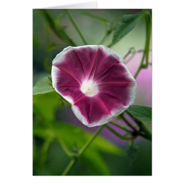 Gloire du matin (Devant)