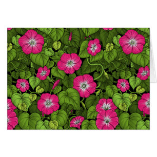 Gloire du matin en rose et vert