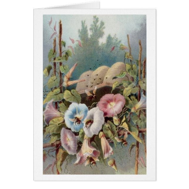 Gloires de matin (Devant)