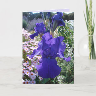 Glorieux violet Iris photo Floral carte d'annivers