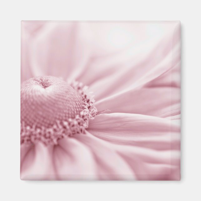 Gloriosa Daisy Macro Magnet (Vorne)