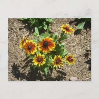 Gloriosa Daisy Postcard Postkarte