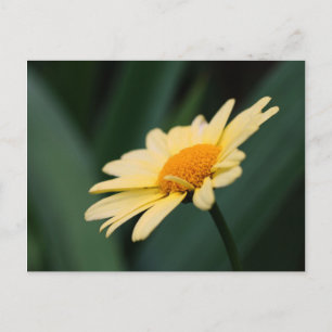 Glorious Daisy Flower Fotografy Postcard Postkarte