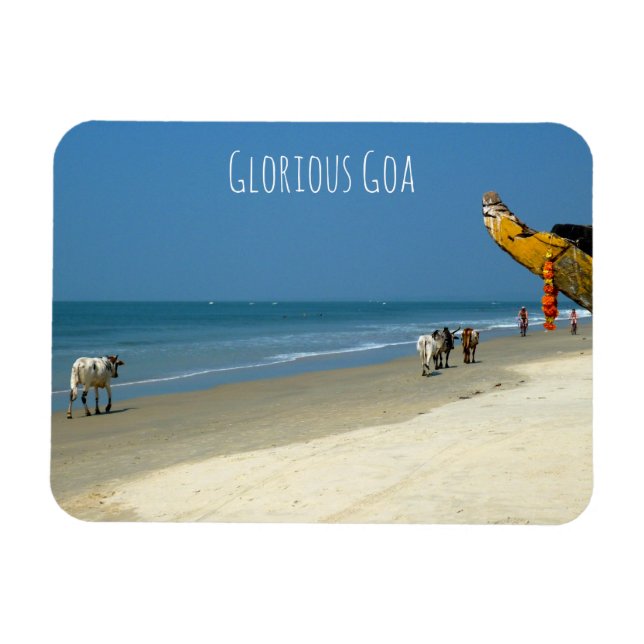 Glorious Goa - Kühe am Strand in South Goa Magnet (Horizontal)