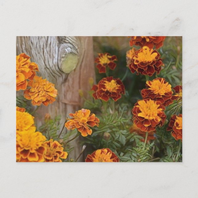 Glorious Marigolds Postkarte (Vorderseite)