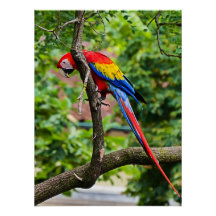 Glossenposter von Red Macaw Wall