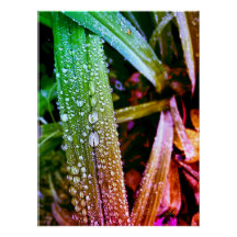 Glosses Poster, Farbreife auf Blätter.