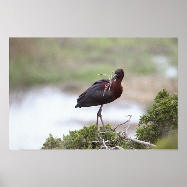 Glossy Ibis Poster (Vorne)