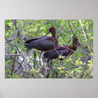Glossy Ibis Poster