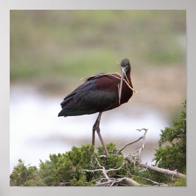 Glossy Ibis Poster (Vorne)